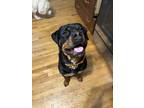 Adopt Elsa a Black - with Tan, Yellow or Fawn Rottweiler / Mixed dog in Roanoke