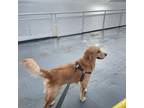 Adopt JoJo a Red/Golden/Orange/Chestnut Golden Retriever / Mixed dog in