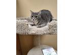 Adopt Cleo a Gray, Blue or Silver Tabby Domestic Shorthair (short coat) cat in
