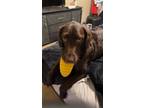 Adopt Buster a Brown/Chocolate Labradoodle / Mixed dog in Chesapeake