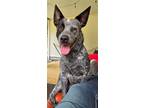 Adopt Dash a Gray/Blue/Silver/Salt & Pepper Australian Cattle Dog / Mixed dog in