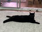 Adopt Bubby a Black (Mostly) American Shorthair / Mixed (short coat) cat in