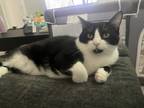 Adopt Valentine and Chai a Black & White or Tuxedo American Shorthair / Mixed