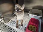 Adopt Ivy a Tan or Fawn (Mostly) Siamese (short coat) cat in Hiram