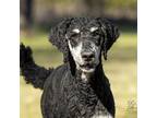 Adopt Presley a Black - with Tan, Yellow or Fawn Standard Poodle / Mixed dog in
