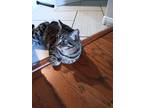 Adopt Naila a Gray, Blue or Silver Tabby Tabby / Mixed (short coat) cat in West