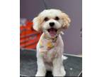 Adopt Emmy a White Cavachon / Mixed dog in Olmsted Falls, OH (41473515)
