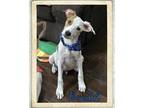Adopt Bandit a White - with Red, Golden, Orange or Chestnut Whippet / Fox