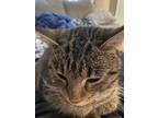 Adopt Marcy a Brown Tabby Tabby / Mixed (short coat) cat in Saint Louis