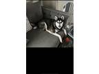 Adopt Jameson a Black - with White Alaskan Klee Kai / Mixed dog in Lockport