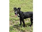 Adopt Duke a Black - with White Bull Terrier / Mixed dog in haslet