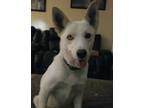 Adopt Jaxson a White - with Tan, Yellow or Fawn Husky / Mixed dog in Hillsboro
