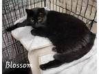Adopt Blossom a Black (Mostly) Domestic Shorthair (short coat) cat in Woodstock