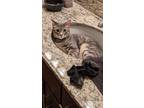 Adopt Cosmo a Gray, Blue or Silver Tabby Domestic Shorthair (short coat) cat in