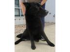 Adopt Koda a Shepherd (Unknown Type) / Mixed dog in Raleigh, NC (41473438)