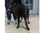 Adopt Kovu a Shepherd (Unknown Type) / Mixed dog in Raleigh, NC (41473437)