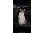 Adopt Momma a Calico or Dilute Calico American Shorthair / Mixed (medium coat)