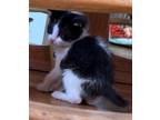 Adopt Elliot a Domestic Shorthair / Mixed cat in Salt Lake City, UT (41473388)