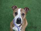 Adopt GINGERBREAD a Brown/Chocolate Pit Bull Terrier / Boxer / Mixed dog in