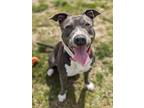 Adopt Swipe Right a American Pit Bull Terrier / Mixed dog in Richmond