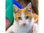 Adopt Apricot a Domestic Shorthair / Mixed cat in Golden, CO (41473359)
