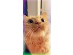 Adopt Princess a Orange or Red Domestic Longhair / Mixed (long coat) cat in