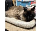 Adopt Finny a Domestic Longhair / Mixed cat in Escondido, CA (41473172)