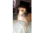 Adopt Dee a Black - with Tan, Yellow or Fawn Black Mouth Cur dog in Deltona
