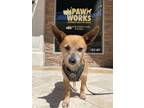 Adopt Benny a Mixed Breed (Medium) / Mixed dog in Thousand Oaks, CA (41473167)