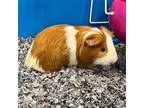 Adopt Jerry a Guinea Pig small animal in Denver, CO (41473158)
