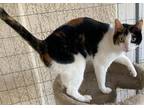 Adopt Milagra a Domestic Shorthair / Mixed (short coat) cat in San Jacinto