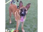 Adopt MISS SUNDAE a Tan/Yellow/Fawn - with White Belgian Malinois / Mixed dog in