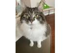 Adopt Gator a Tortoiseshell Maine Coon / Mixed (long coat) cat in Ponte Vedra