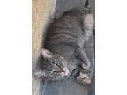 Adopt Heidi a Gray, Blue or Silver Tabby Domestic Shorthair / Mixed (short coat)