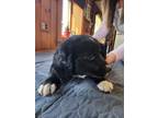 Adopt Plum Henson BIR a Black - with White Golden Retriever / Labrador Retriever
