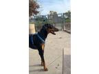 Adopt Achilles a Black Doberman Pinscher / Mixed dog in San Bernardino