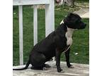 Adopt Hercules a Gray/Blue/Silver/Salt & Pepper American Pit Bull Terrier /