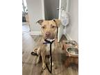 Adopt Zaire a Tan/Yellow/Fawn American Pit Bull Terrier / Mixed dog in