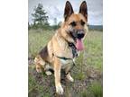 Adopt Summer Storm a German Shepherd Dog / Mixed dog in Cranbrook, BC (41473136)