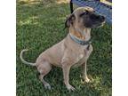 Adopt Dixie a Tan/Yellow/Fawn Black Mouth Cur / Mixed dog in Hewitt