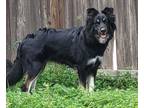 Adopt Winter a Black German Shepherd Dog / Husky / Mixed dog in Katy