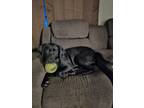 Adopt Fenrir (Fen) a Black Labrador Retriever / Mixed dog in Summerville