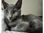 Adopt Baby a Gray or Blue Russian Blue / Mixed (short coat) cat in Staunton
