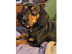 Adopt Greyvi a Black - with Tan, Yellow or Fawn Miniature Dachshund / Mixed dog