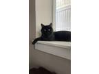 Adopt Talon a All Black Domestic Longhair / Mixed (long coat) cat in Bluffdale