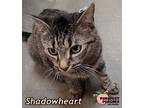 Adopt Shadowheart a Domestic Shorthair / Mixed (short coat) cat in Douglasville