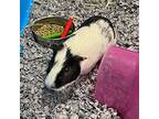 Adopt Rubble a Guinea Pig small animal in Denver, CO (41473160)
