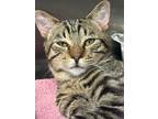 Adopt Lex Luther a Domestic Shorthair / Mixed (short coat) cat in Alpharetta