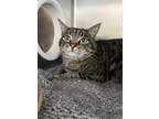 Adopt Theo a Domestic Shorthair / Mixed cat in Burnaby, BC (41473100)