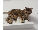 Adopt Leo a Spotted Tabby/Leopard Spotted Bengal / Mixed (short coat) cat in
